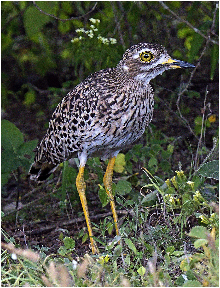 Thick-knee, Kenya 